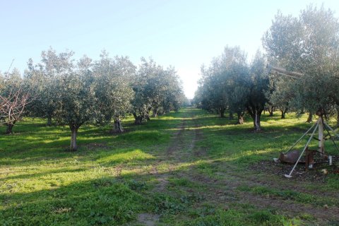 22000m² Land in Chalkidiki, Greece No. 59979 24