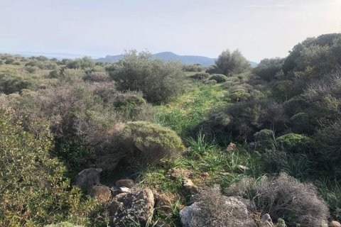 10967m² Land in Porto Rafti, Greece No. 24469 4