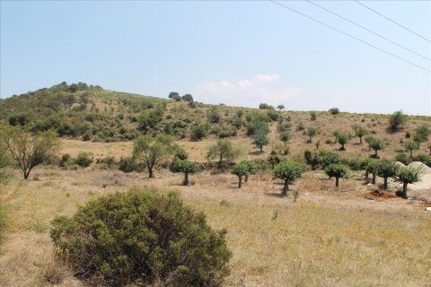 8000m² Land en Chalkidiki, Greece No. 60107 7