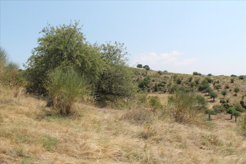 8000m² Land in Chalkidiki, Greece No. 60107 11