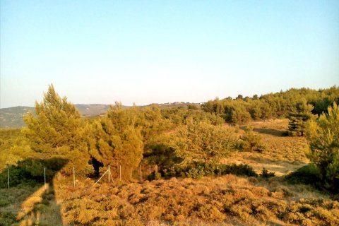 7300m² Land in Kalamos, Greece No. 59535 2