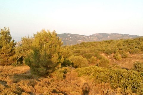 7300m² Land en Kalamos, Greece No. 59535 4