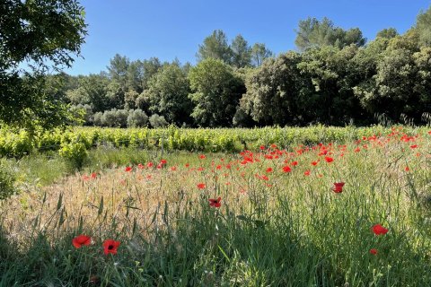 310m² House in Cotignac, France No. 68109 1