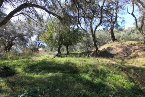 6000m² Land en Corfu, Greece No. 57588 4