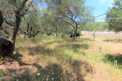 10000m² Land in Corfu, Greece No. 56308 2