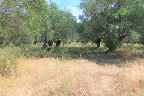 10000m² Land in Corfu, Greece No. 56308 6