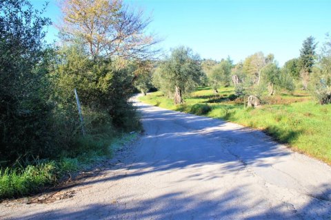 17500m² Land in Corfu, Greece No. 56747 3