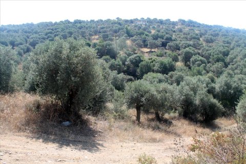 10000m² Land in Chalkidiki, Greece No. 60216 4