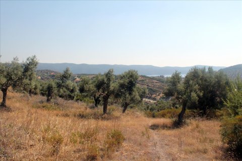 10000m² Land in Chalkidiki, Greece No. 60216 7