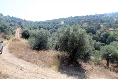 10000m² Land in Chalkidiki, Greece No. 60216 3