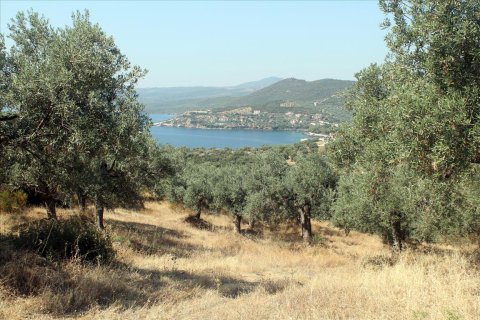 10000m² Land in Chalkidiki, Greece No. 60216 10