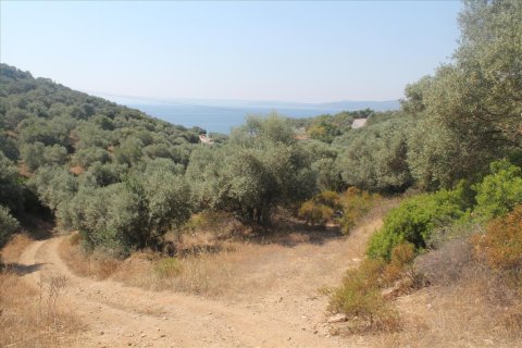 10000m² Land in Chalkidiki, Greece No. 60216 5