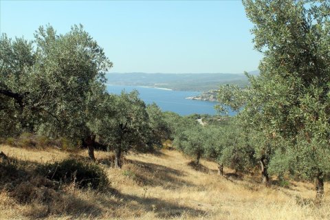 10000m² Land in Chalkidiki, Greece No. 60216 1