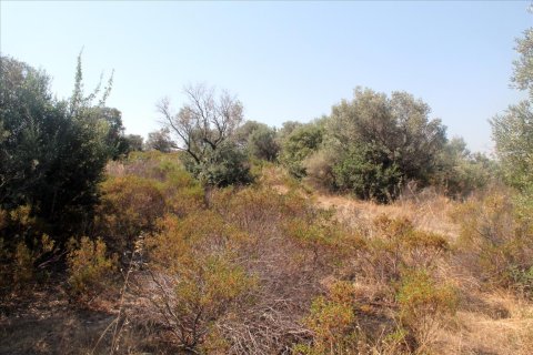 10000m² Land in Chalkidiki, Greece No. 60216 9