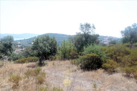 10000m² Land in Chalkidiki, Greece No. 60216 8