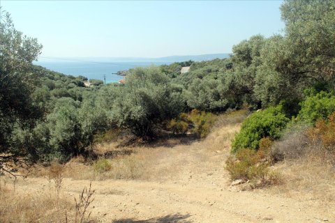 10000m² Land in Chalkidiki, Greece No. 60216 6