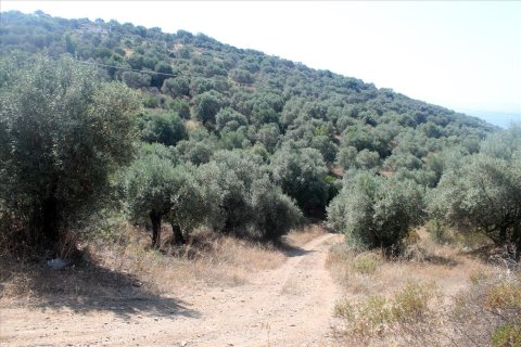 10000m² Land in Chalkidiki, Greece No. 60216 2