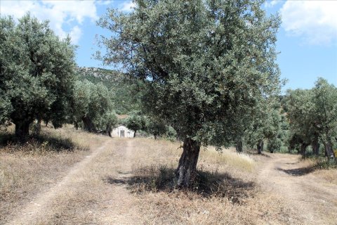 5568m² Land en Chalkidiki, Greece No. 60255 7