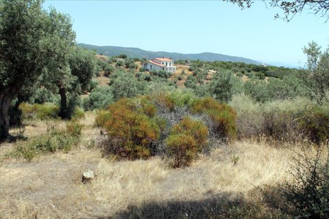 5568m² Land en Chalkidiki, Greece No. 60255 8