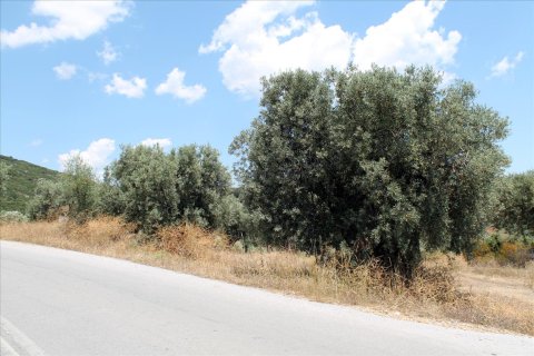 5568m² Land en Chalkidiki, Greece No. 60255 6