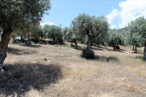 5568m² Land en Chalkidiki, Greece No. 60255 11