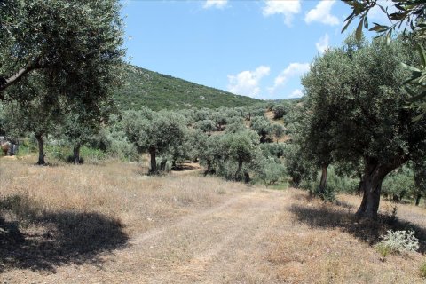 5568m² Land en Chalkidiki, Greece No. 60255 10