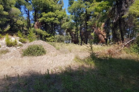 11000m² Land in Chalkidiki, Greece No. 57065 3