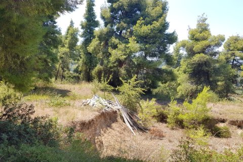 11000m² Land en Chalkidiki, Greece No. 57065 4