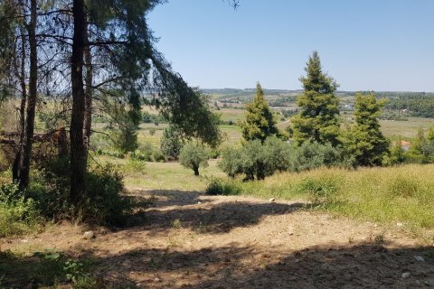 11000m² Land in Chalkidiki, Greece No. 57065 11