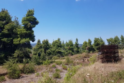 11000m² Land in Chalkidiki, Greece No. 57065 1