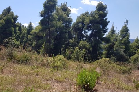 11000m² Land en Chalkidiki, Greece No. 57065 7