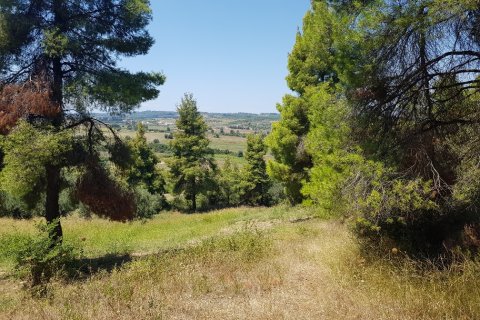 11000m² Land in Chalkidiki, Greece No. 57065 8