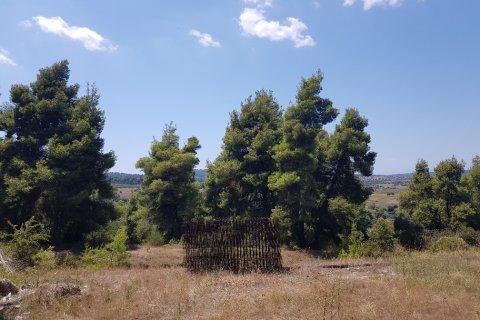 11000m² Land à Chalkidiki, Greece No. 57065 6