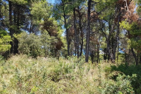 11000m² Land en Chalkidiki, Greece No. 57065 2