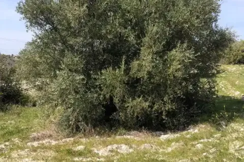 24400m² Land à Monagroulli, Cyprus No. 35884 1