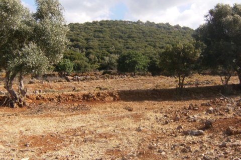 31430m² Land à Malia, Greece No. 58421 1