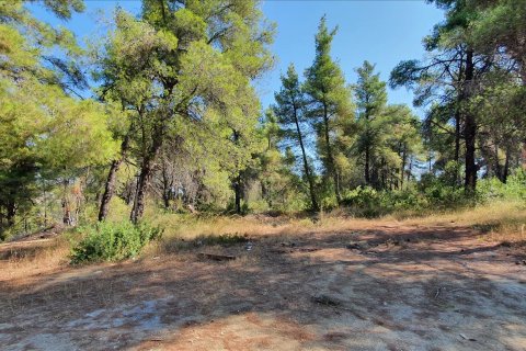 5200m² Land in Chalkidiki, Greece No. 58580 6