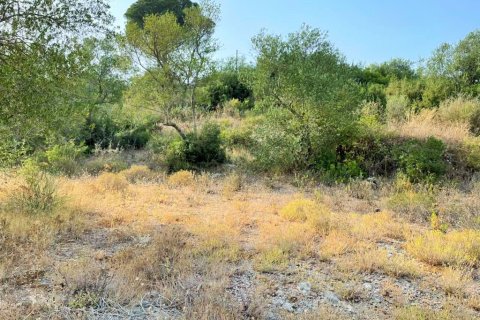 21000m² Land in Corfu, Greece No. 56187 4