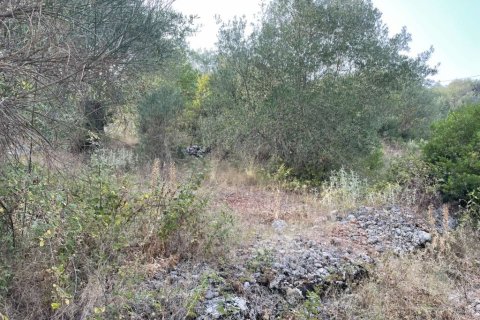 21000m² Land in Corfu, Greece No. 56187 20