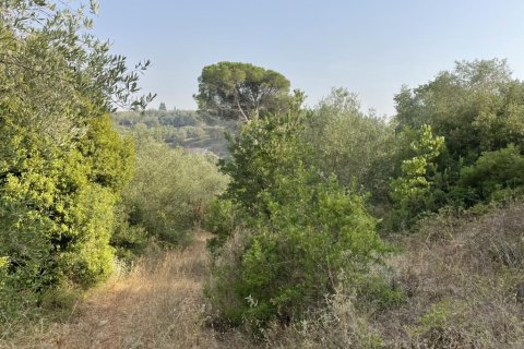 21000m² Land in Corfu, Greece No. 56187 19