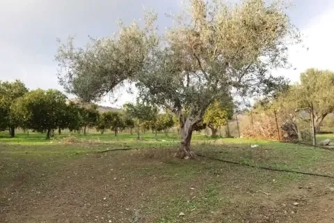 26088m² Land in Moni, Cyprus No. 45757 8