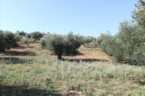 4042m² Land en Sporades, Greece No. 60270 5