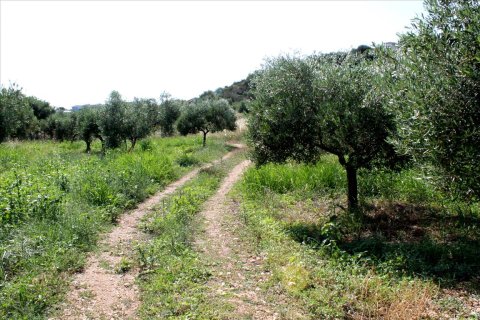 4042m² Land à Sporades, Greece No. 60270 3