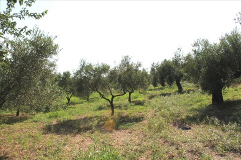 4042m² Land à Sporades, Greece No. 60270 4