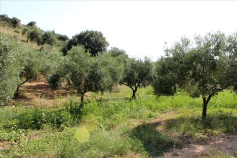 4042m² Land en Sporades, Greece No. 60270 1