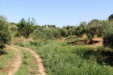 4042m² Land à Sporades, Greece No. 60270 2