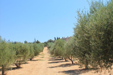 5500m² Land in Rethymno, Greece No. 60103 4