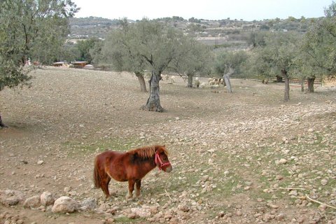 44600m² Land à Kranidi, Greece No. 59493 15