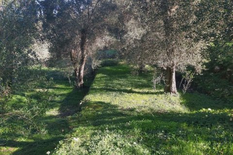 7000m² Land in Corfu, Greece No. 56119 6