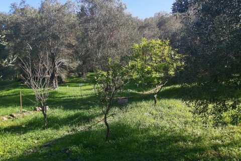 7000m² Land en Corfu, Greece No. 56119 9